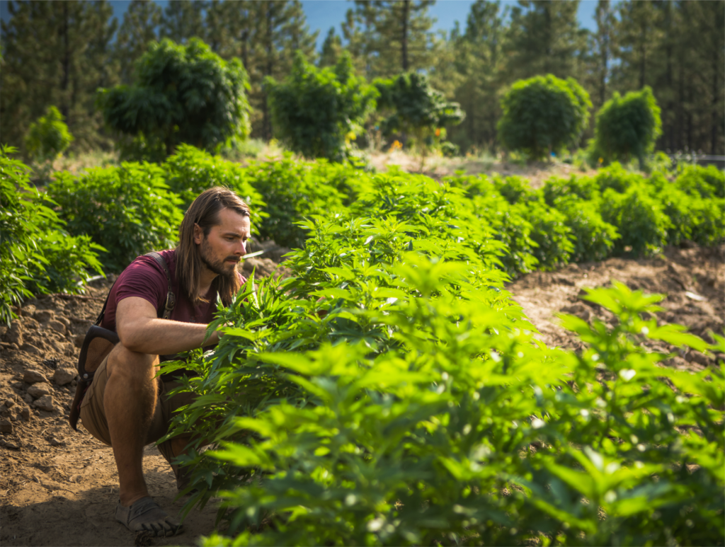 Regenerative cannabis farm in British Columbia