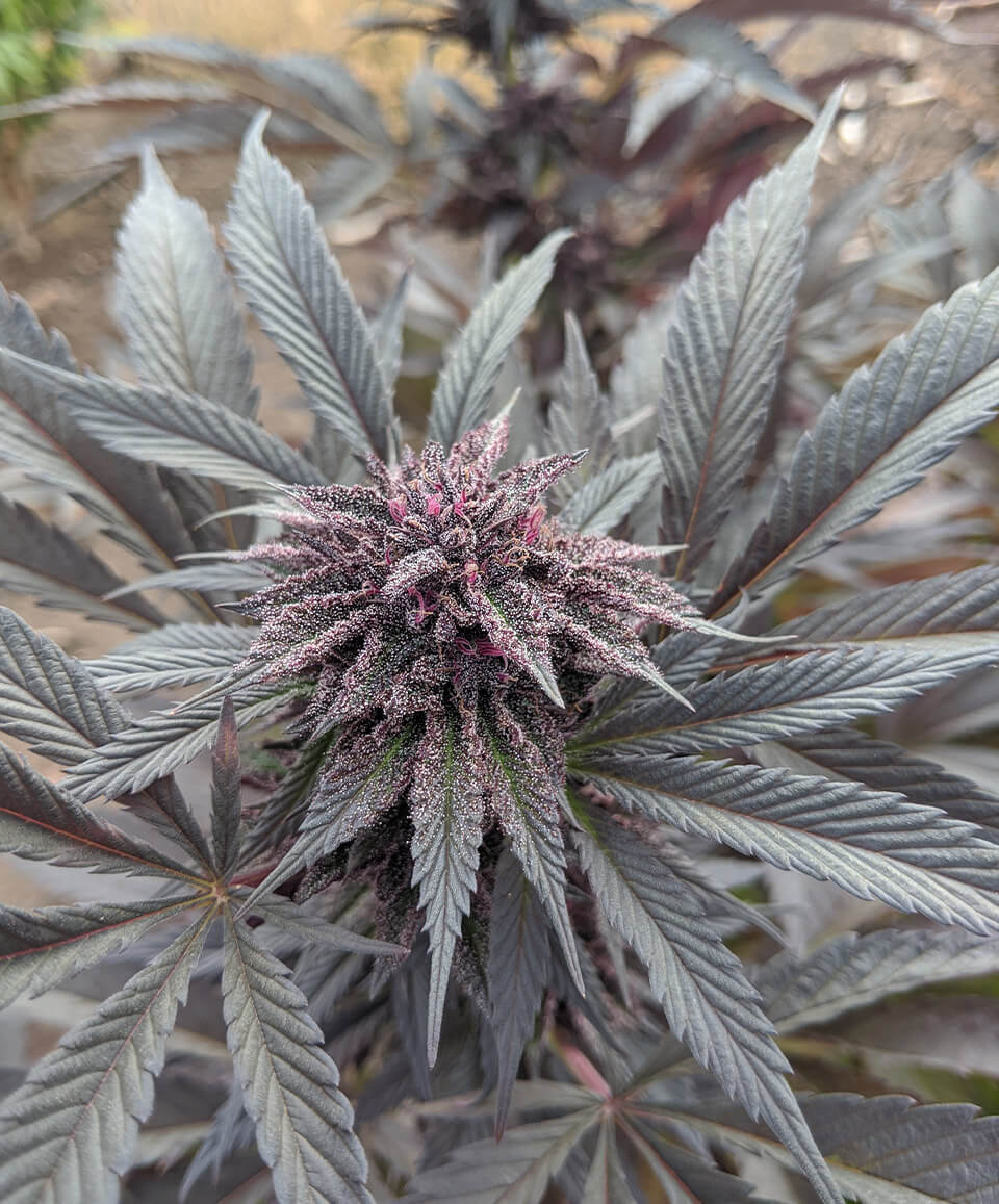 Cannabis plant with purple tones