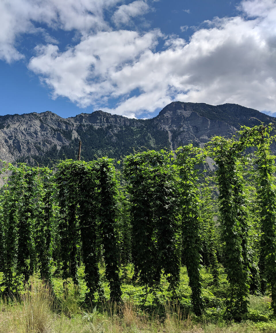 Tall cannabis plants surrounded by mountains at a regenerative cannabis farm in British Columbia