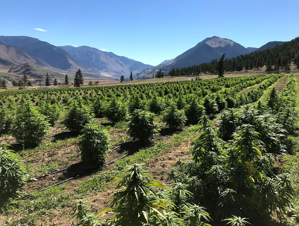 Regenerative cannabis farm in British Columbia, Canada with a mountain backdrop