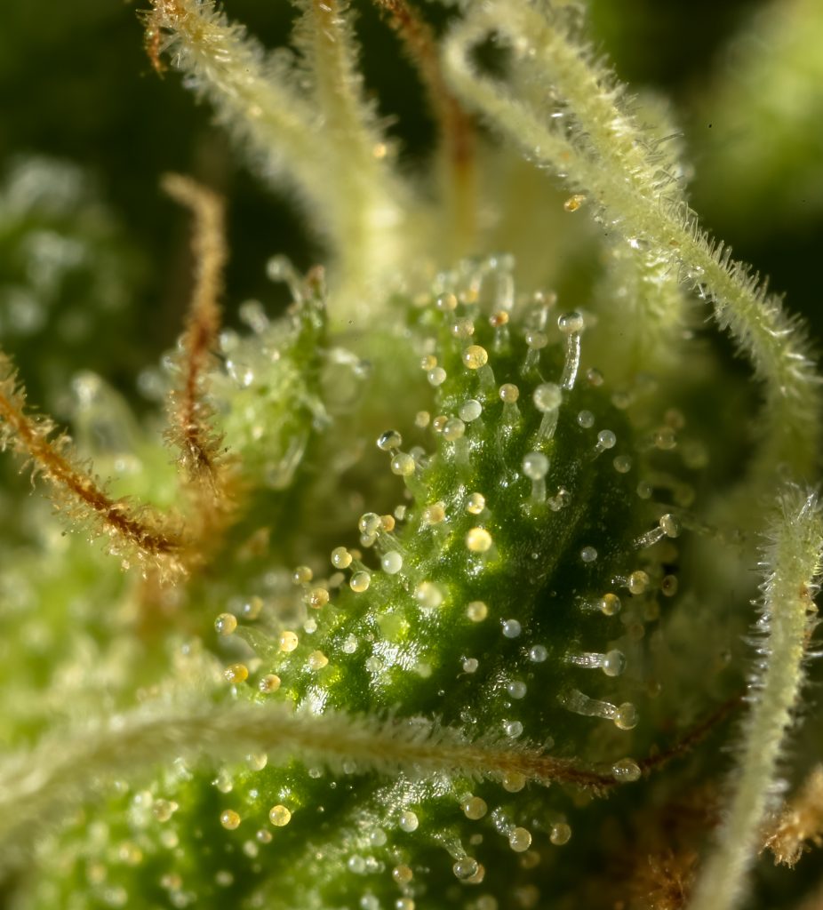 Macro shot of trichomes on cannabis plant