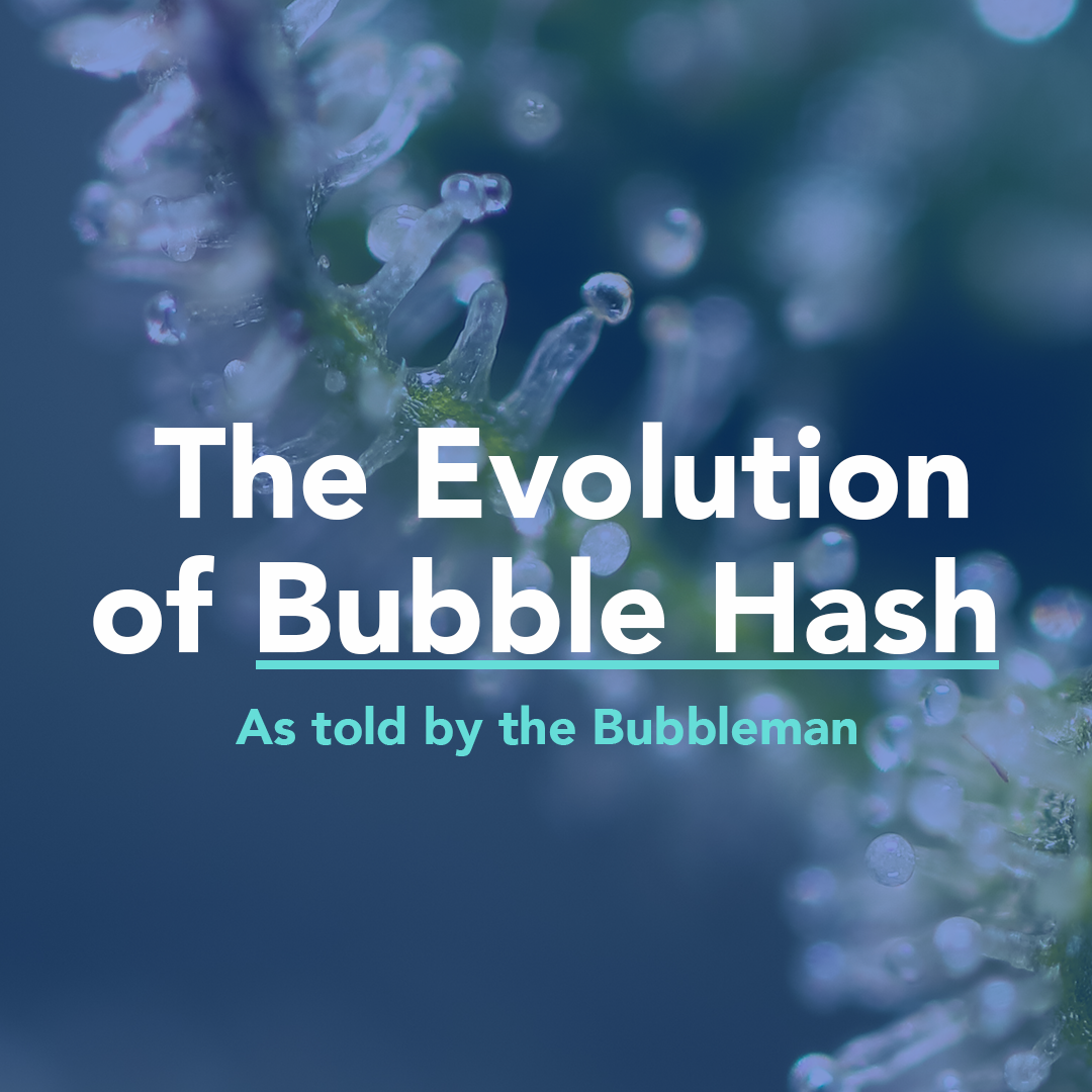 Trichomes on cannabis plant with text overlay "The evolution of bubble hash, as told by the bubbleman".