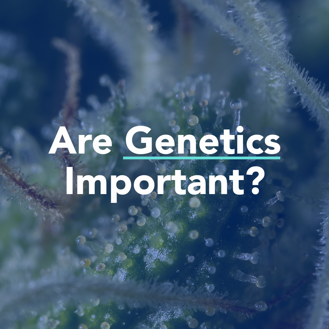 Macro shot of trichomes on cannabis plant with text overlay "are genetics important"?