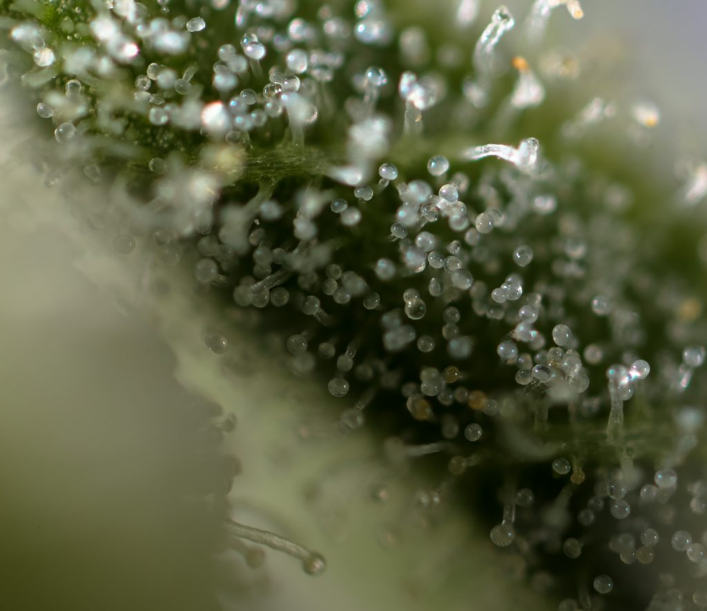 Macro shot of trichomes on cannabis plant