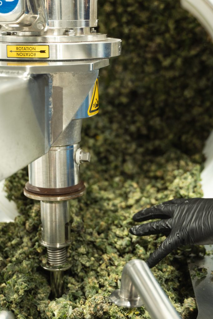 Fresh frozen whole plant cannabis being poured into the WT-Craft agitator