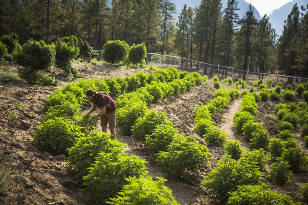 Whistler Technologies' founder surrounded by cannabis plants in a farm in Lillooet