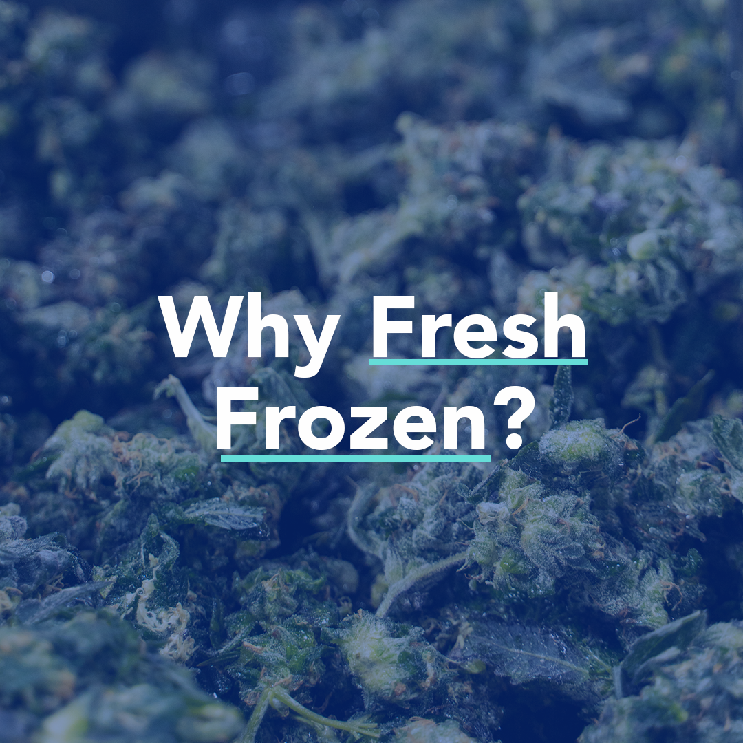 Fresh frozen cannabis with text overlay "why fresh frozen"