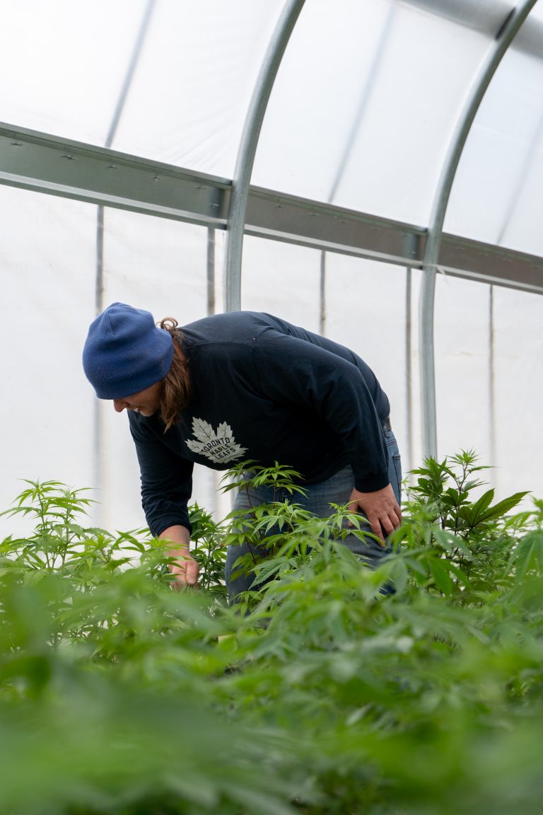 Cannabis grower examining cannabis plants