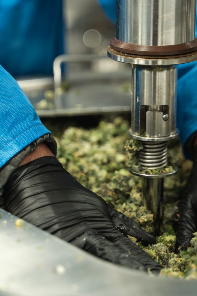 Operator putting fresh frozen cannabis in agitator