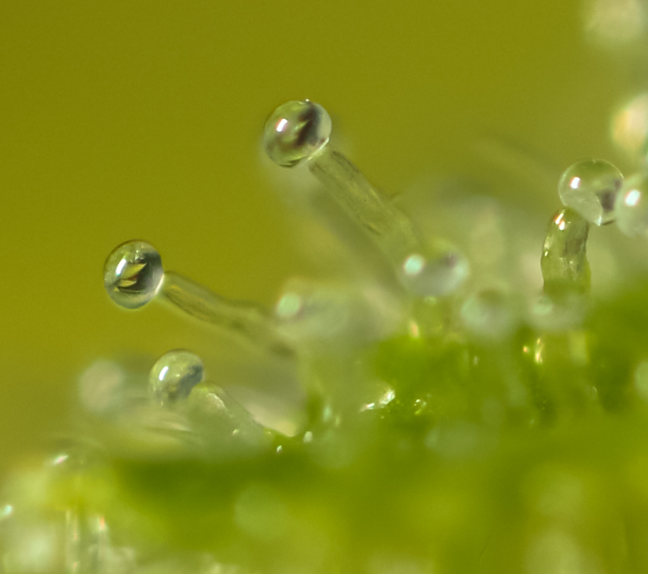 Two trichome heads