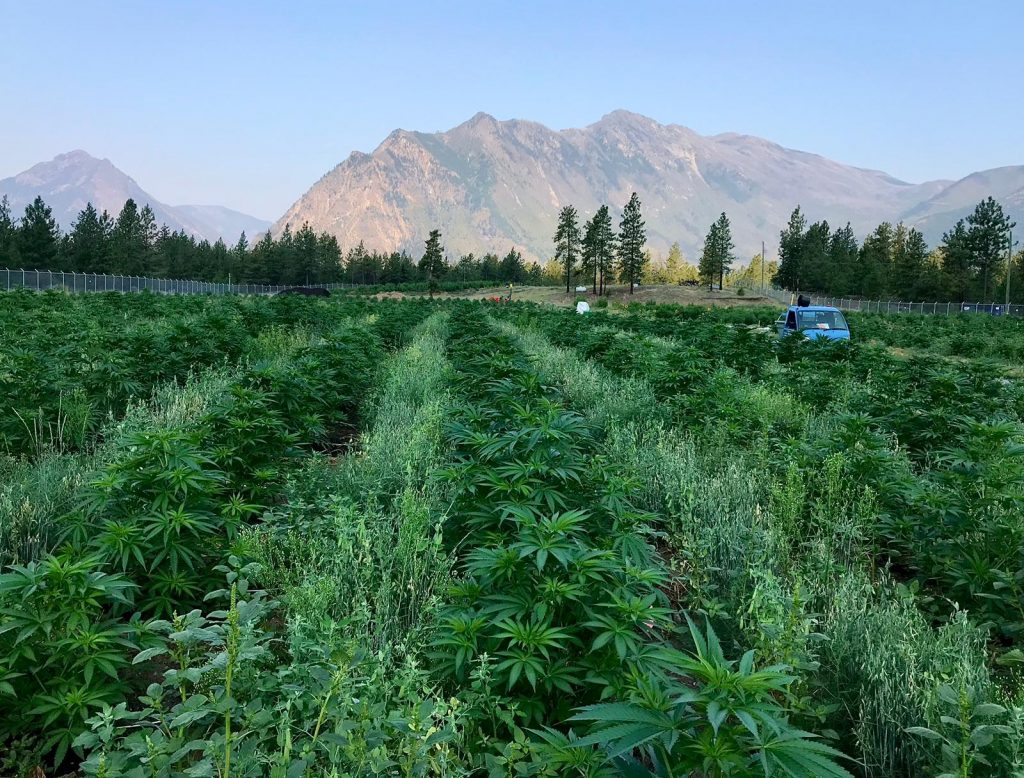 Outdoor cannabis farm in Lillooet, BC