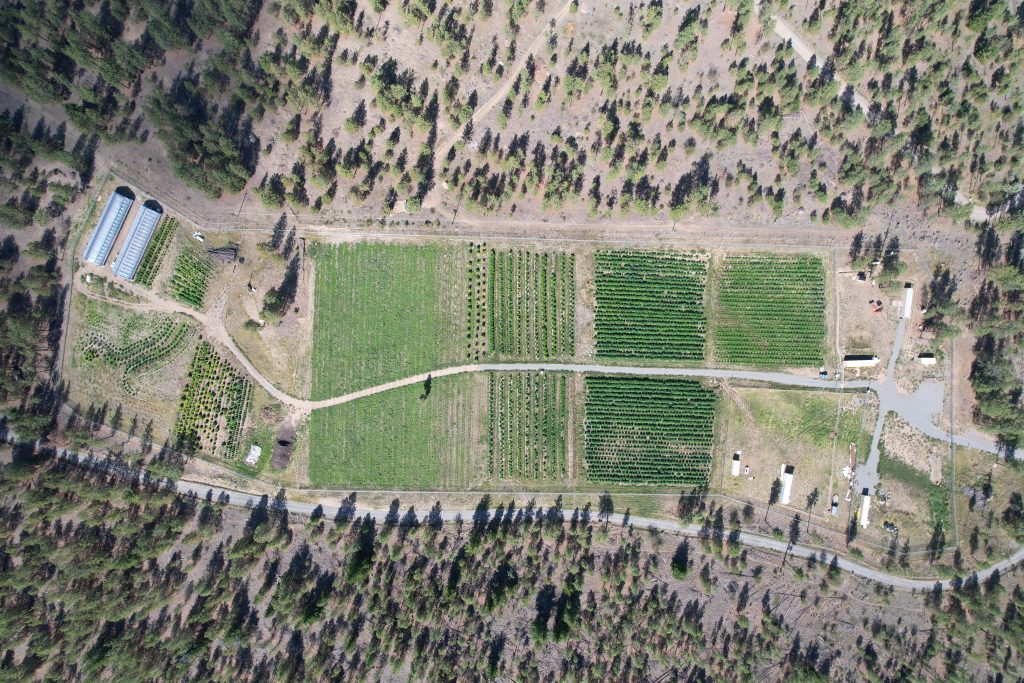 Aerial view of a cannabis farm