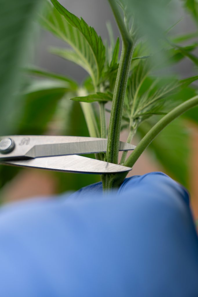 Trimming a cannabis plant
