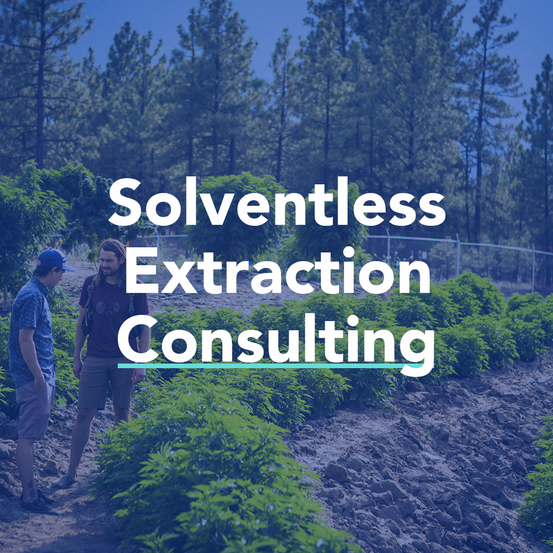 Cannabis extraction blog thumbnail consulting