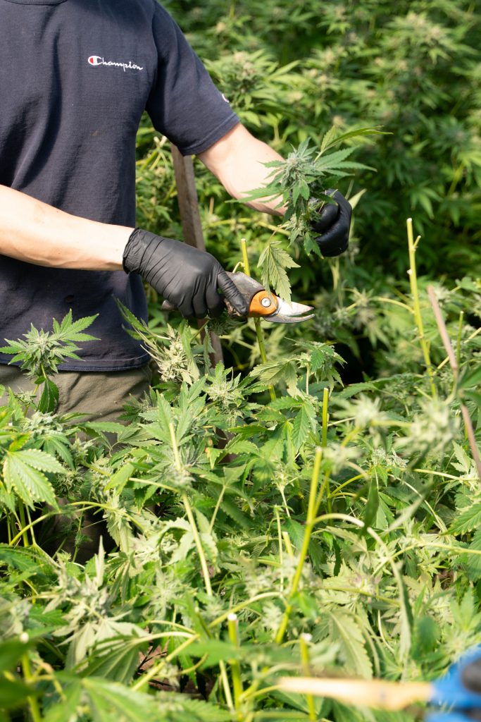 Removing fan leaves from a cannabis plant