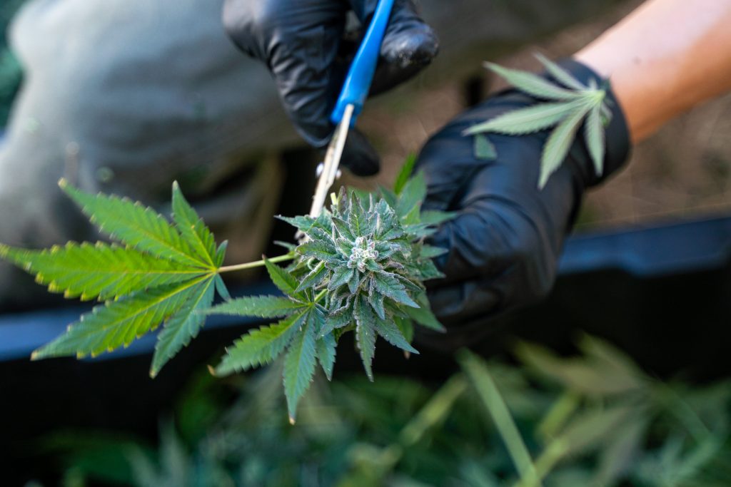 Trimming a cannabis bud with scissors
