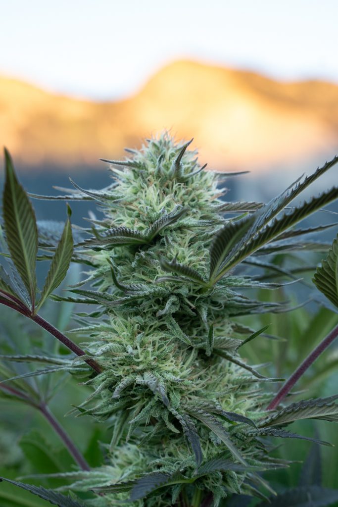 Outdoor cannabis ready for harvest