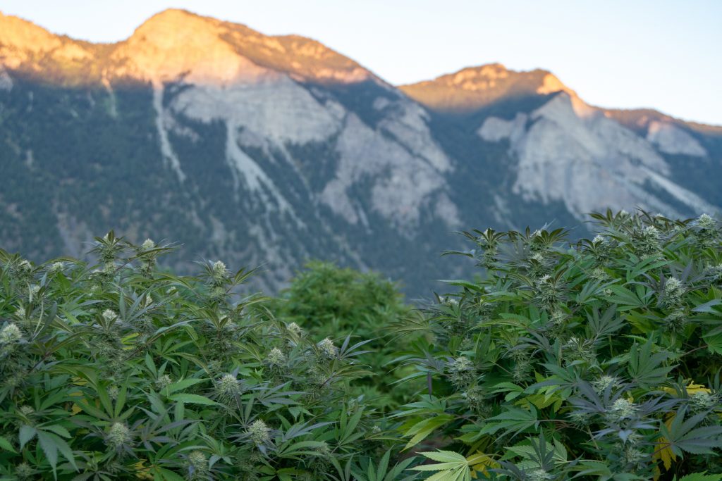 A mountainous cannabis farm during golden hour