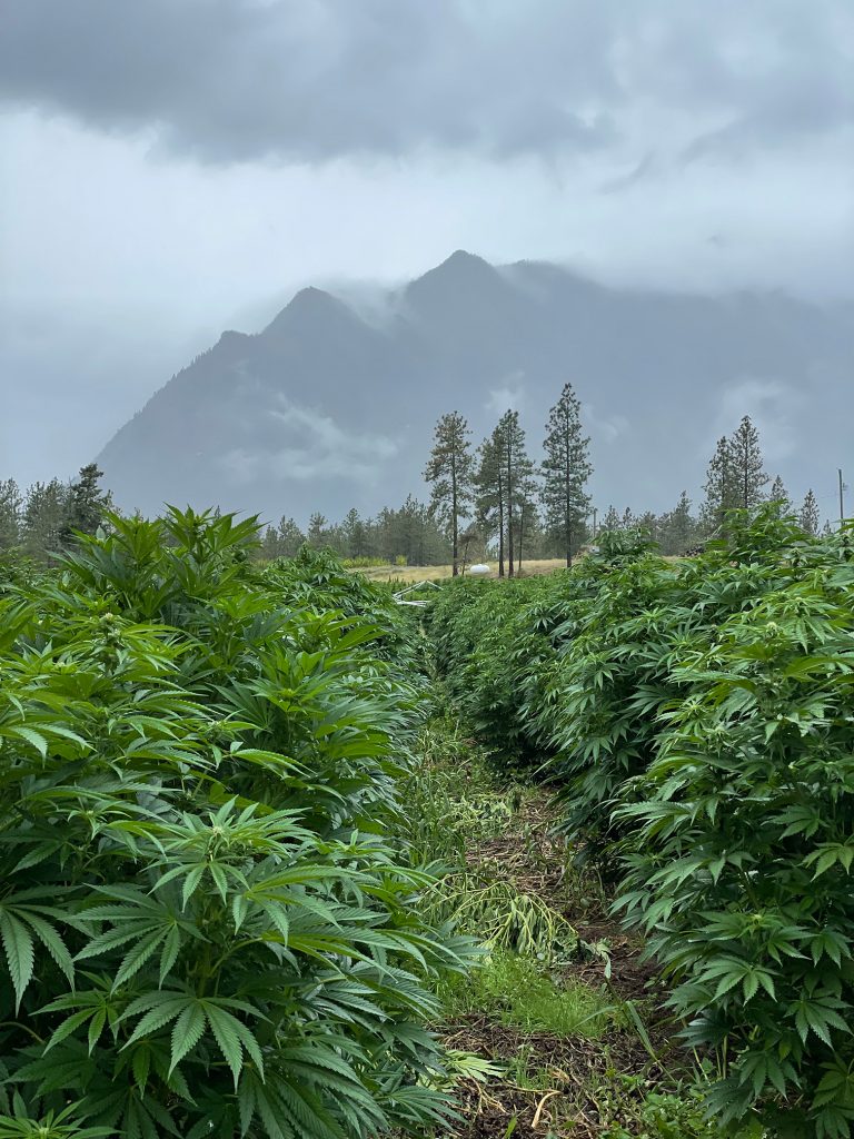 Outdoor cannabis farm in British Columbia, Canada