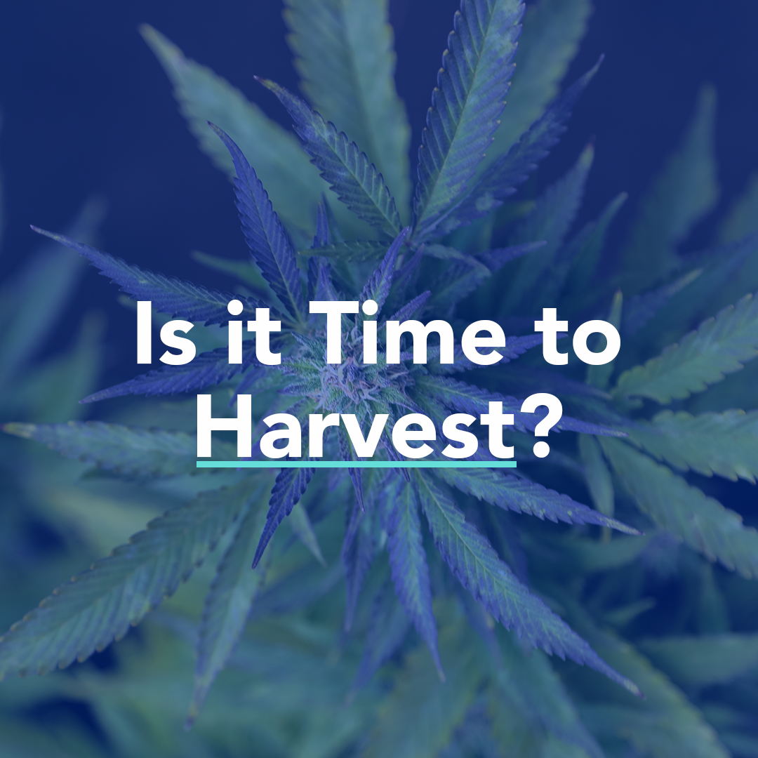 When is the best time to harvest for solventless extraction