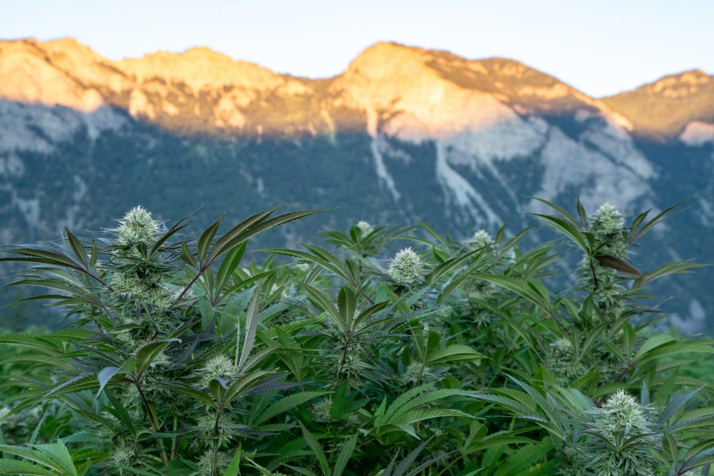Cannabis farm in British Columbia ready for harvest