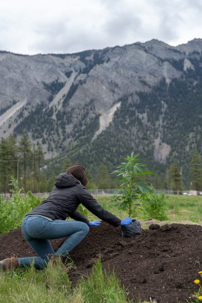 Planting cannabis plants