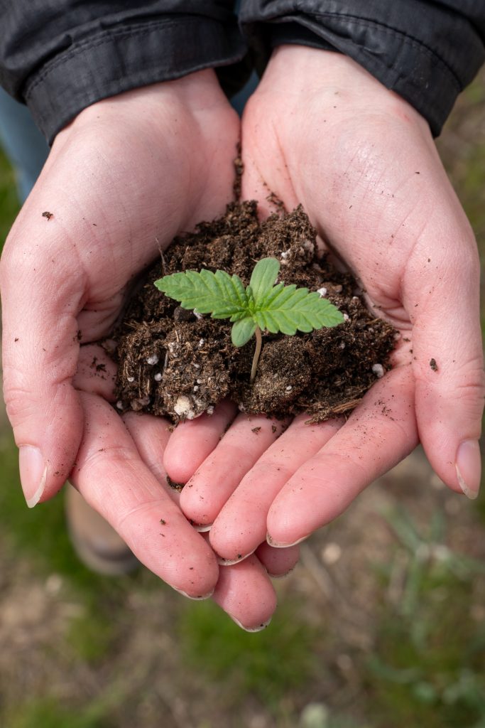 Cannabis post-harvest soil sampling