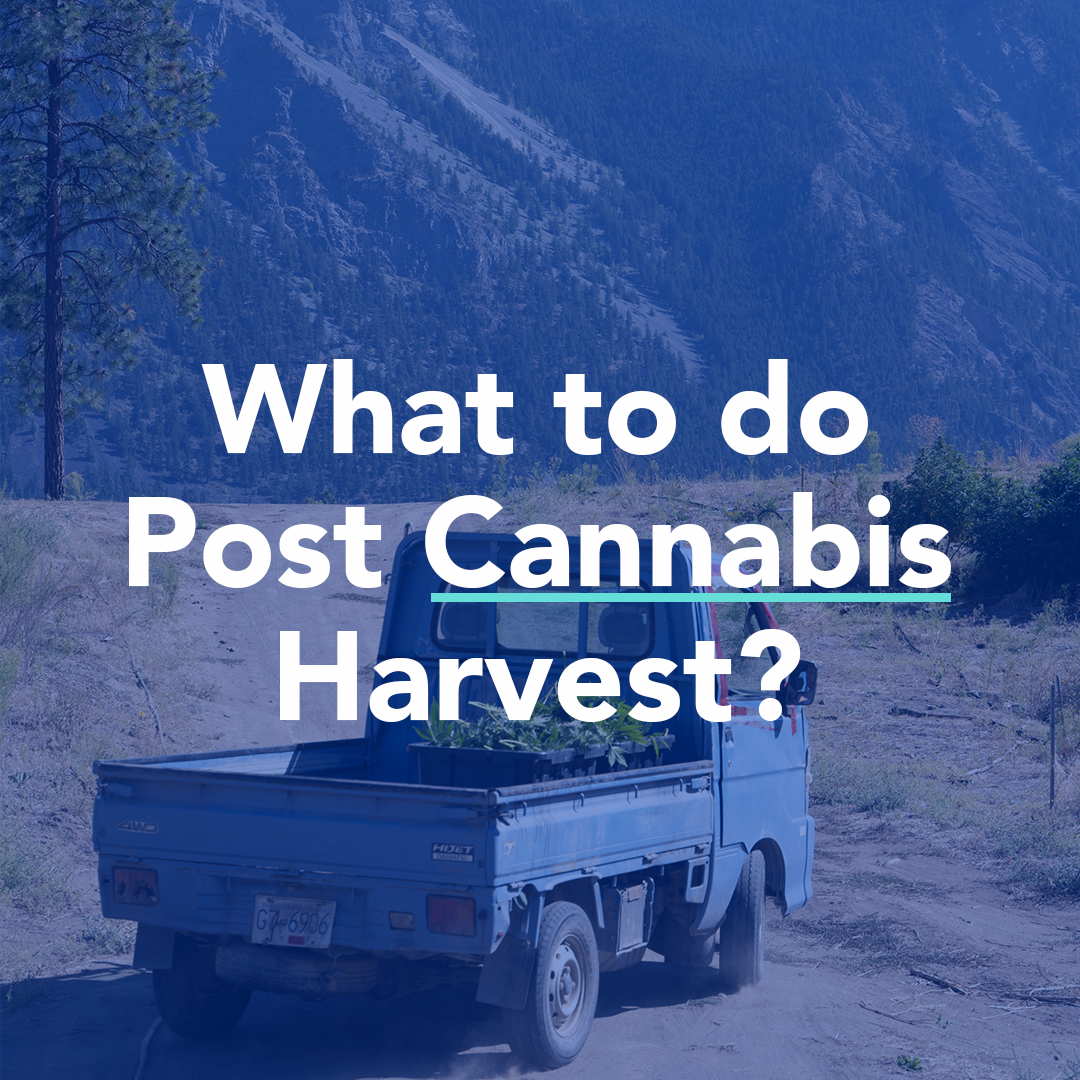Post Cannabis Harvest
