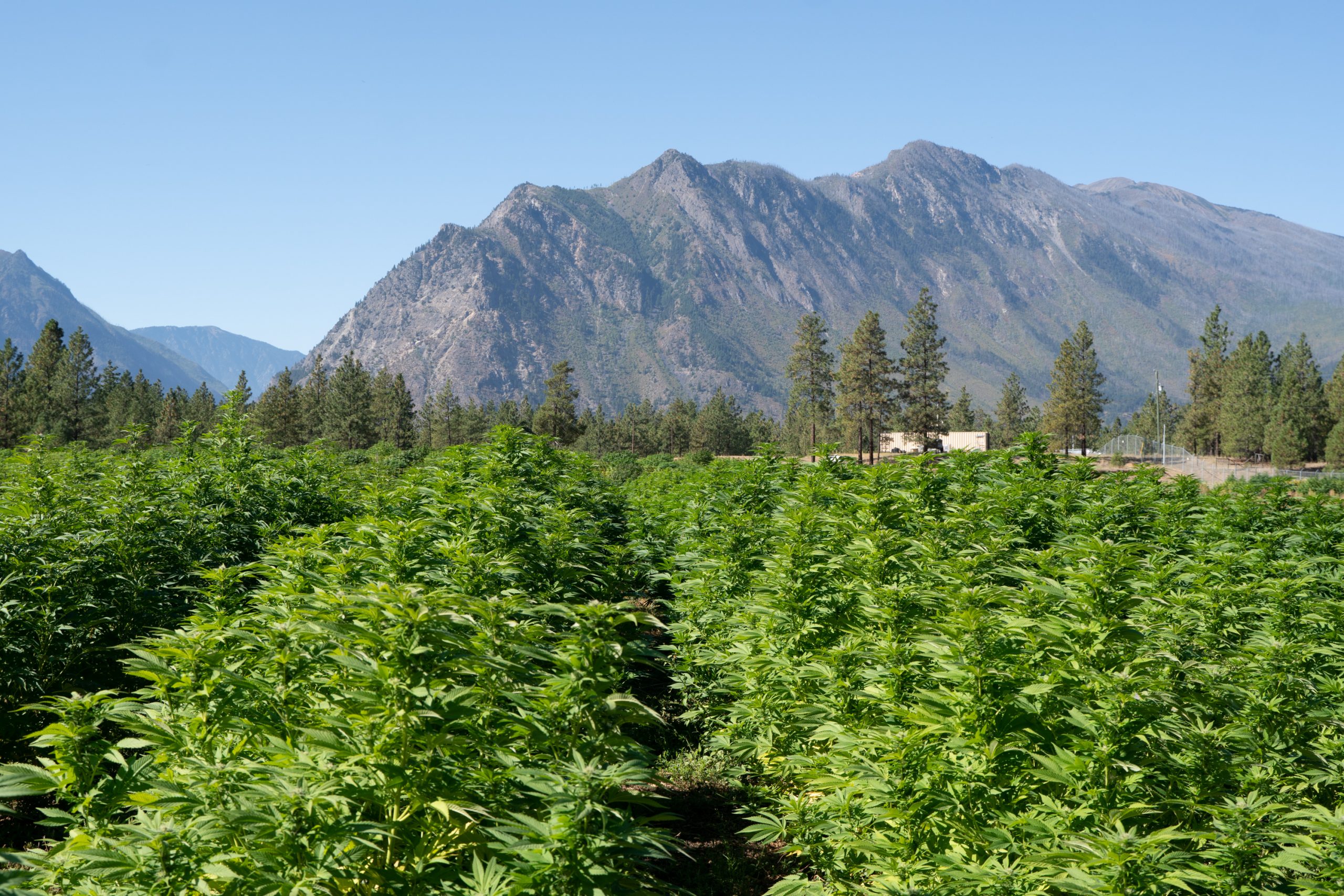 Large organic cannabis farm in British Columbia