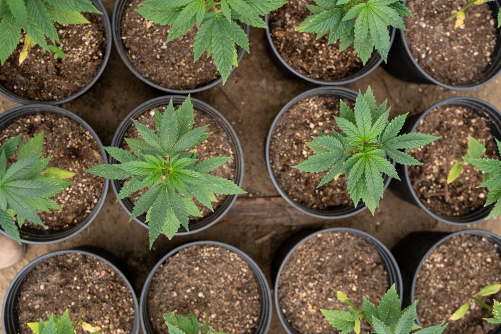 Cannabis plants in small pots