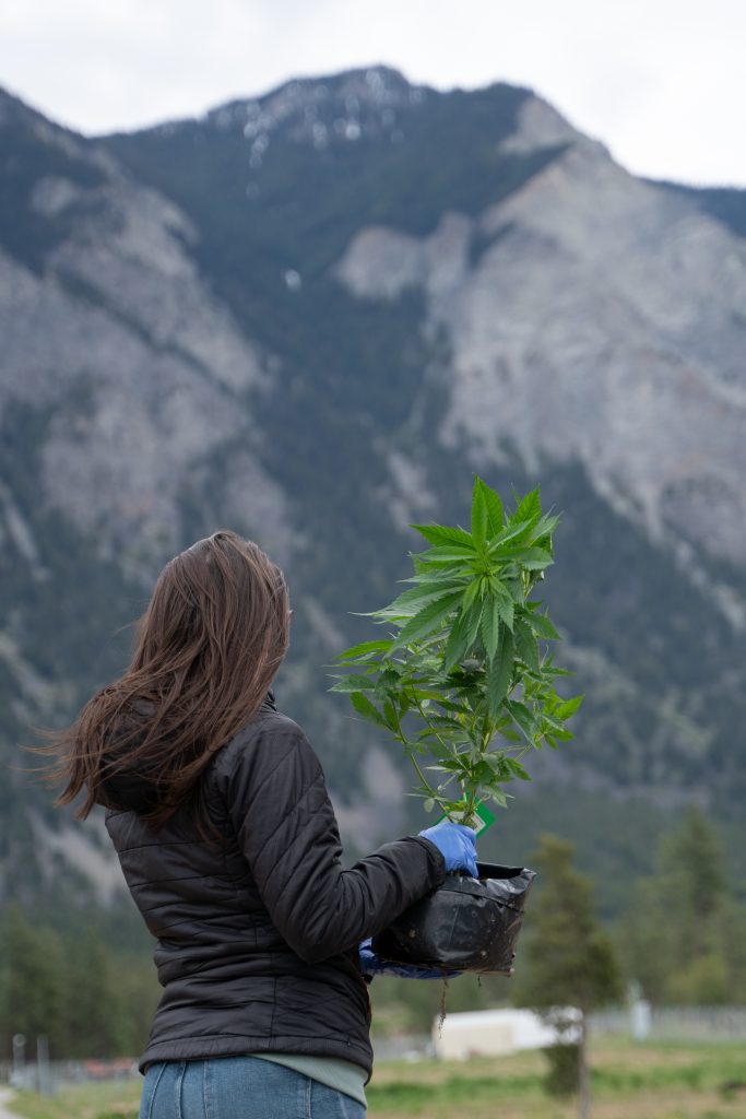 How to grow cannabis at home, outdoors