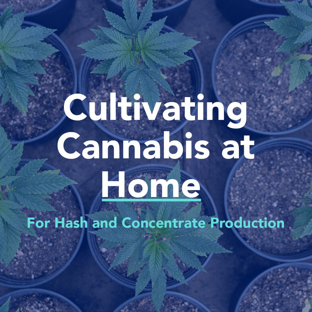 How to Grow Cannabis at Home (For Hash and Concentrate Production)
