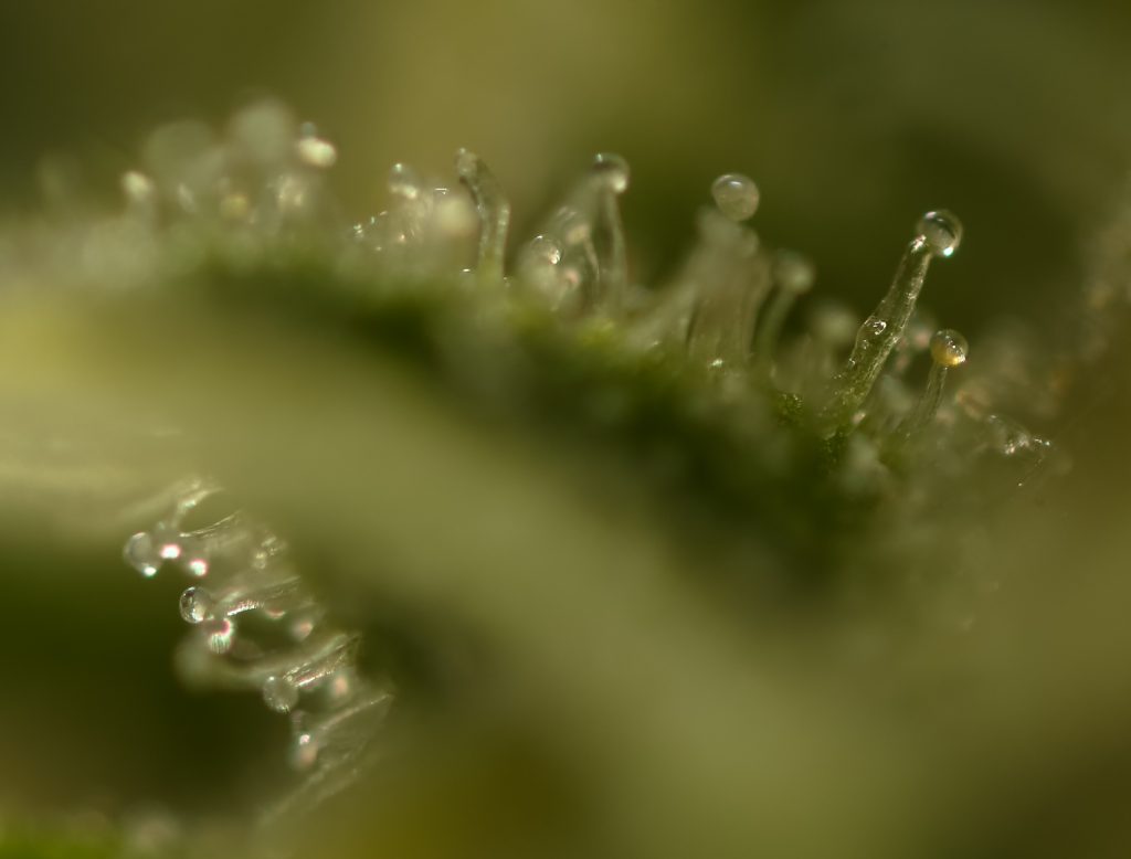 Hash Contaminants: Trichome Stalks