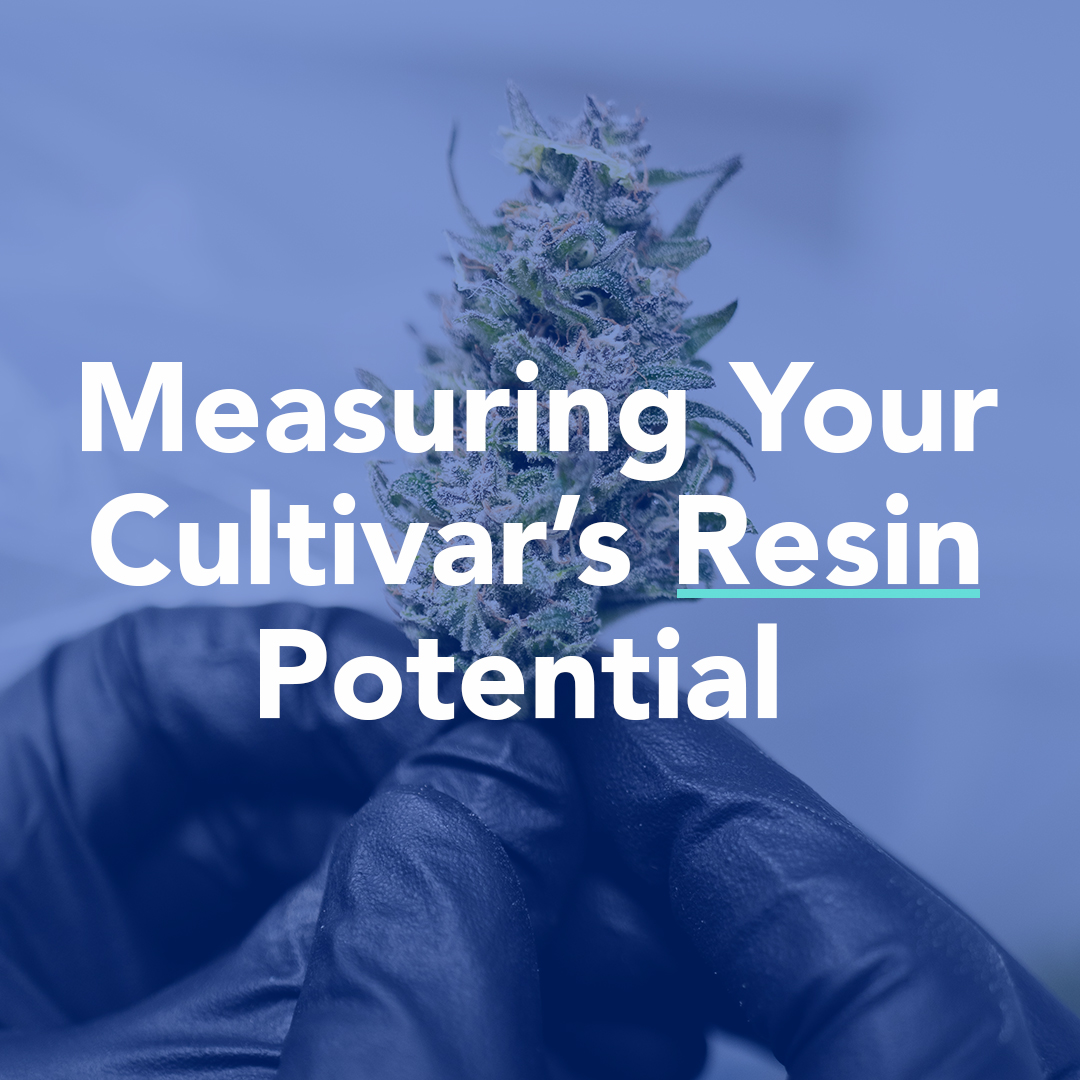 Evaluating a Cannabis Plant's Resin Potential
